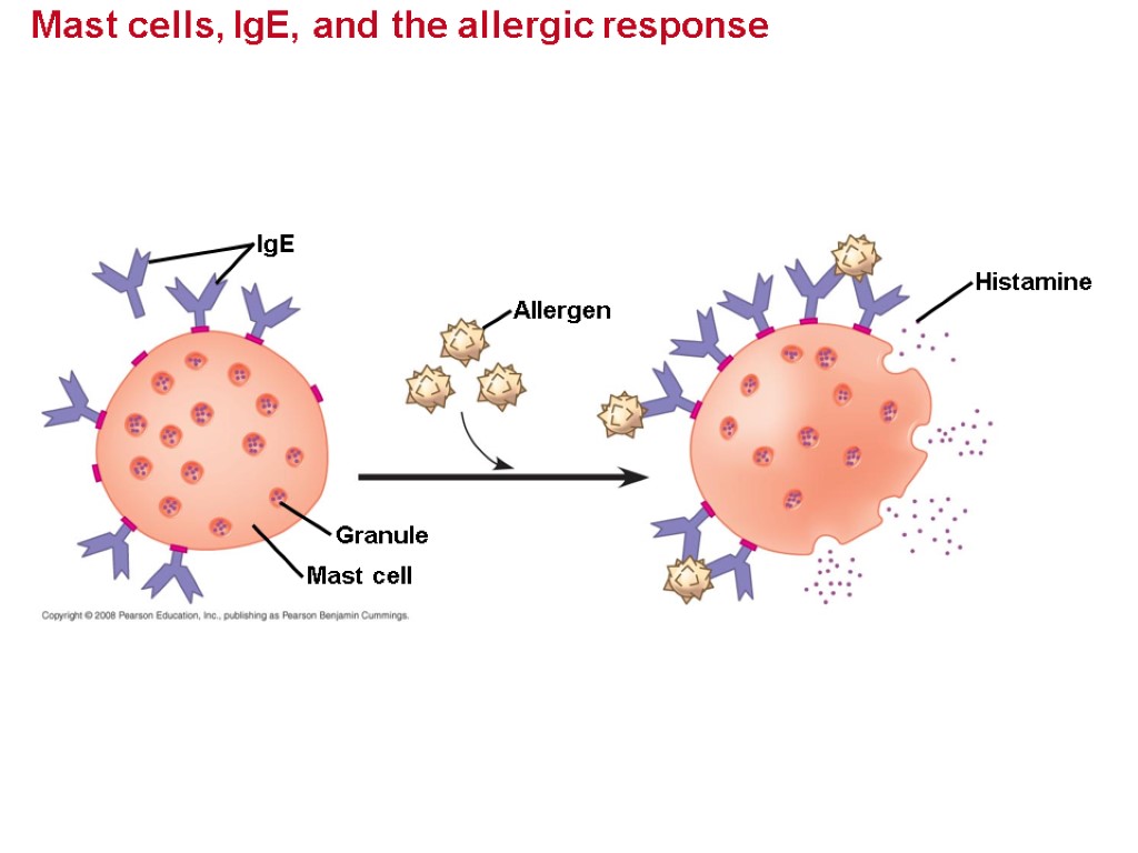Mast cells, IgE, and the allergic response Allergen IgE Granule Mast cell Histamine